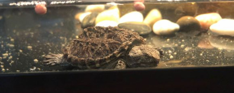小巴西龟怎么养吃什么