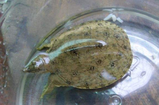 巴西龟用多大的缸养