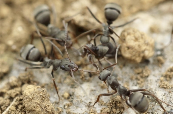 蚂蚁吃什么