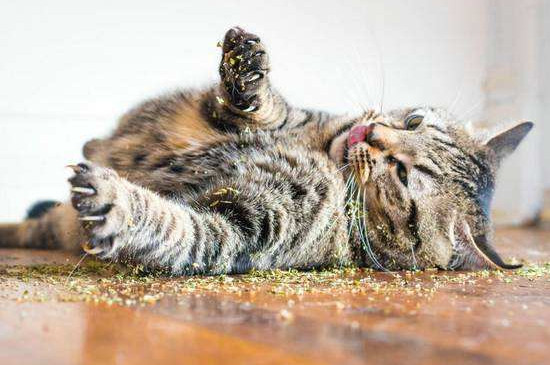 猫能吃普通薄荷叶吗