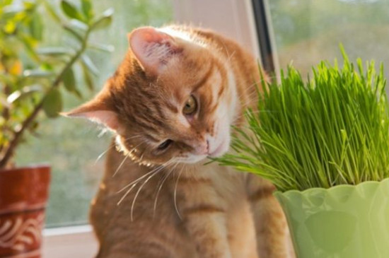 猫能吃普通薄荷叶吗