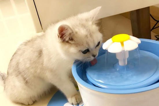 水里加什么让猫爱喝水