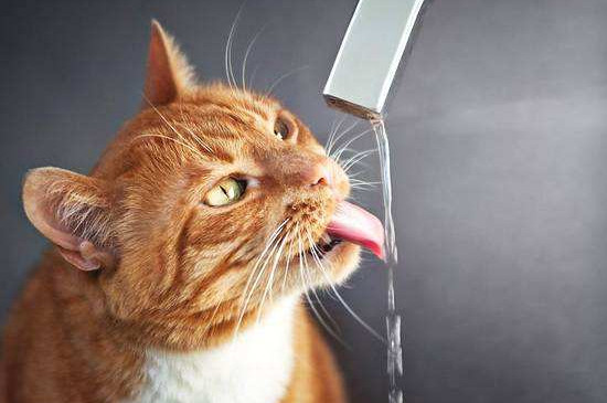 水里加什么让猫爱喝水