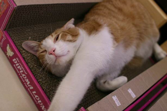 如何训练猫用猫抓板