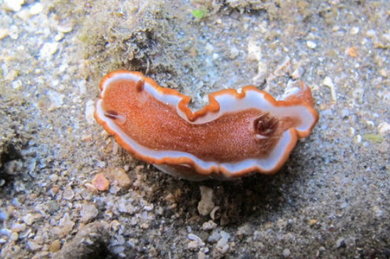 海蛞蝓可以当宠物养吗