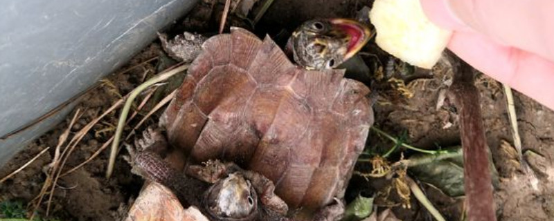 枫叶龟和锯缘龟的区别