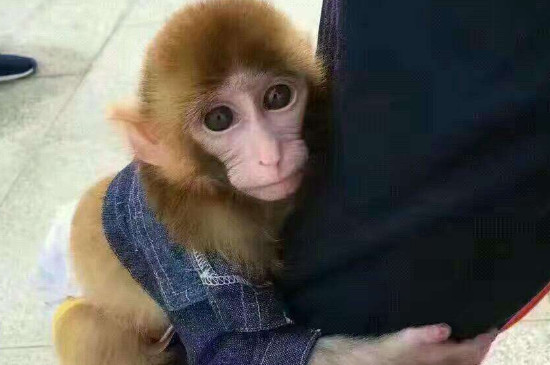 宠物猴子能活多少年