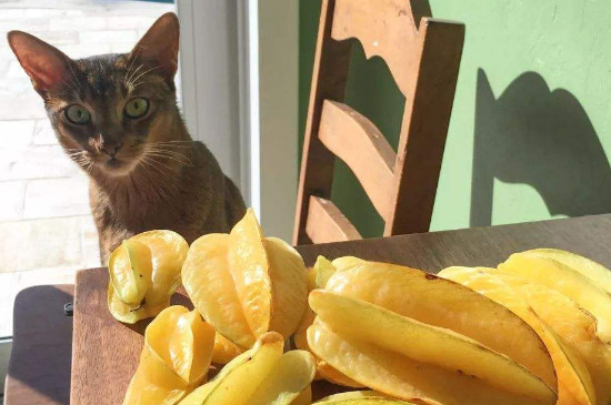 猫咪吃水果会拉肚子吗