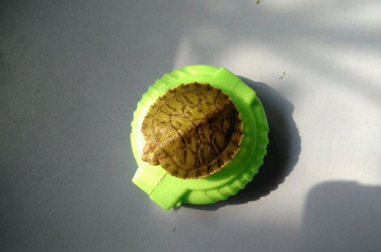 养巴西龟有什么禁忌