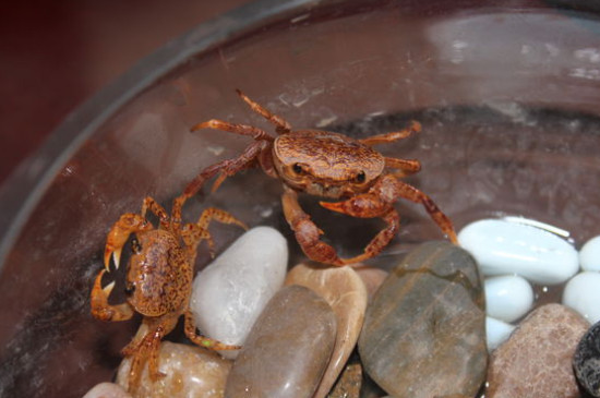 小螃蟹吃什么怎么养活