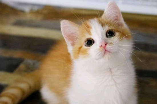 曼赤肯猫是什么品种