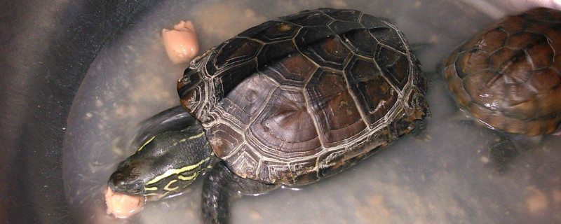 乌龟是用屁股呼吸的吗