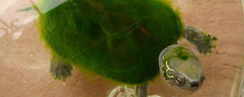 怎么把乌龟养成绿毛龟