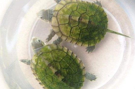 绿毛龟放在什么缸里养