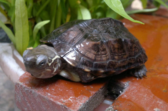 中华草龟寿命
