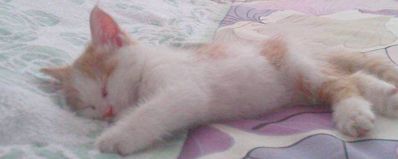 猫是色盲吗_宠物圈