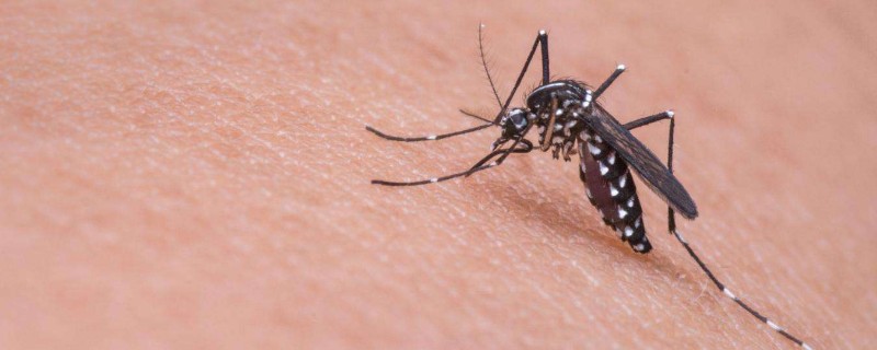 为什么秋季蚊子毒性大