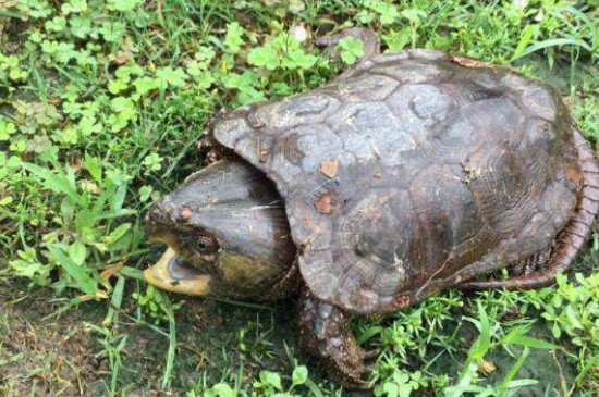 大头龟怎样培育绿毛龟