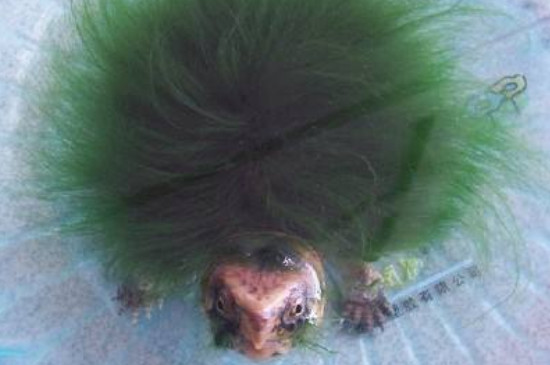 绿毛龟的毛不绿怎么办