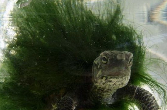 黄喉龟怎么养成绿毛龟