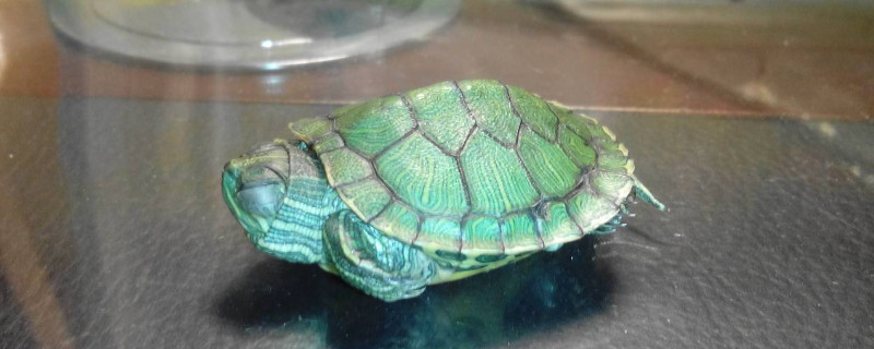 巴西龟怎么变成绿毛龟
