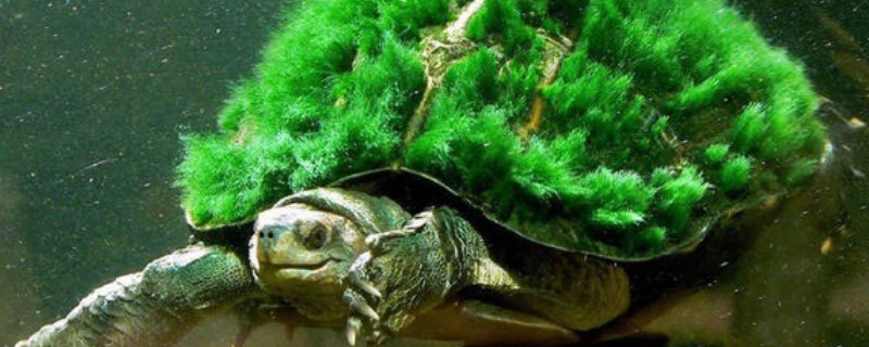 怎么培养绿毛龟