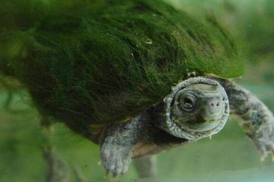 乌龟多大培养绿毛