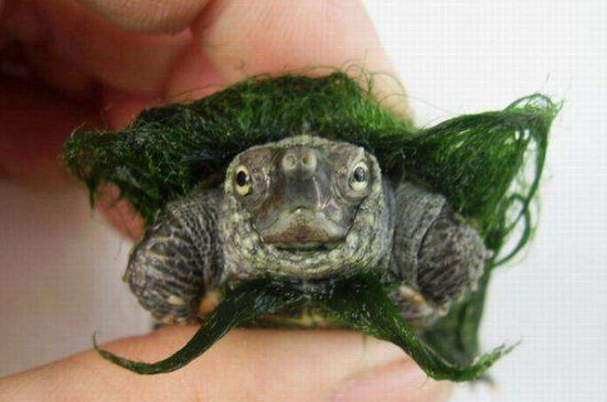 绿毛龟上的绿毛是什么
