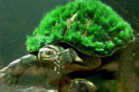 绿毛龟上的绿毛是什么