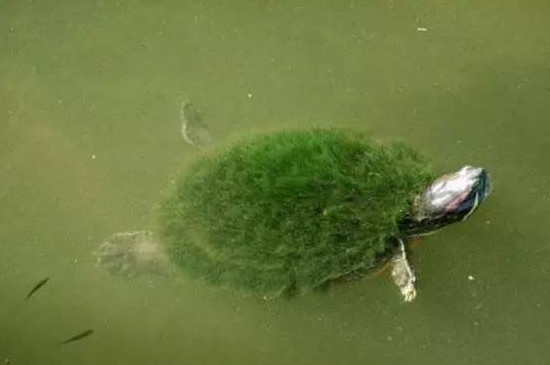 绿毛龟的寿命有多长