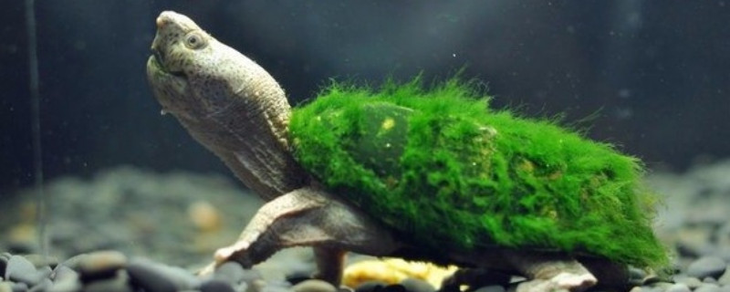 绿毛龟的寿命有多长