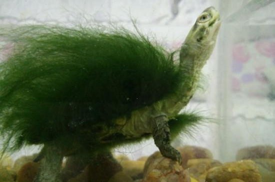 绿毛龟的毛掉了怎么办