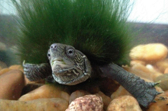 绿毛龟是什么品种的龟