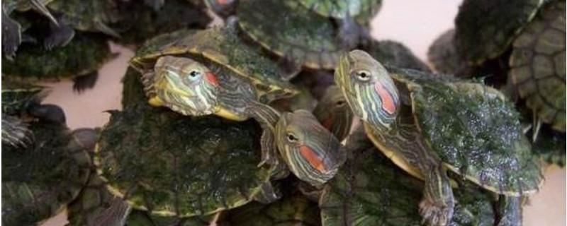 绿毛龟是什么品种的龟