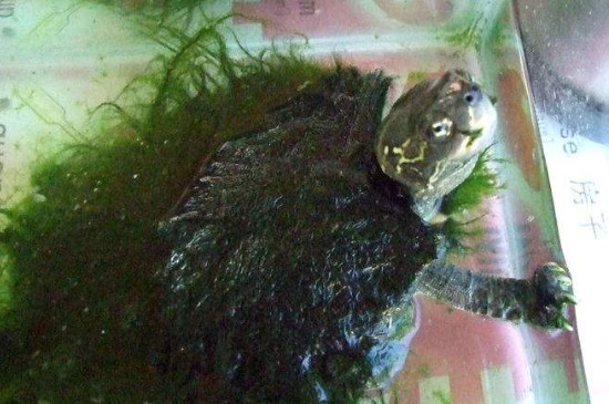 绿毛龟怎么洗毛