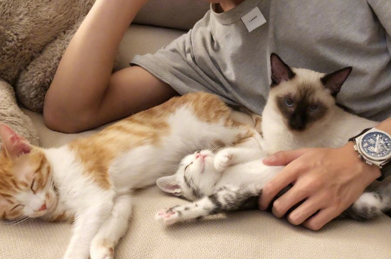 猫和人一起睡的好处