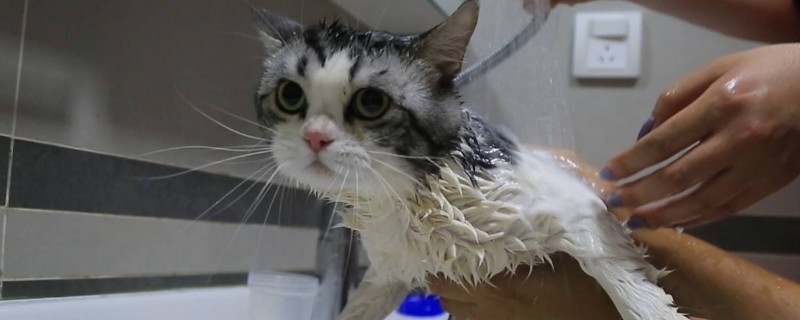 猫咪太凶怎么洗澡