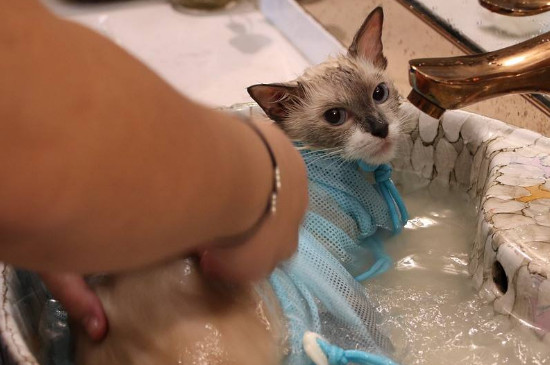 猫咪太凶怎么洗澡