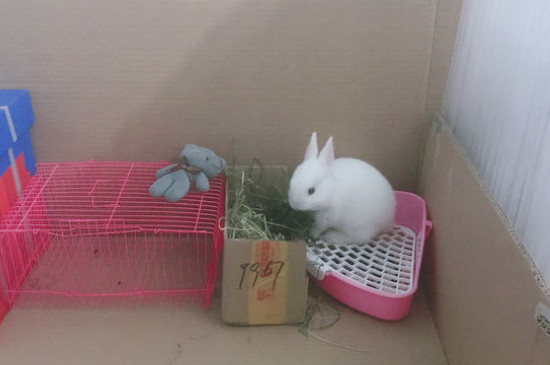 兔子笼养怎么养