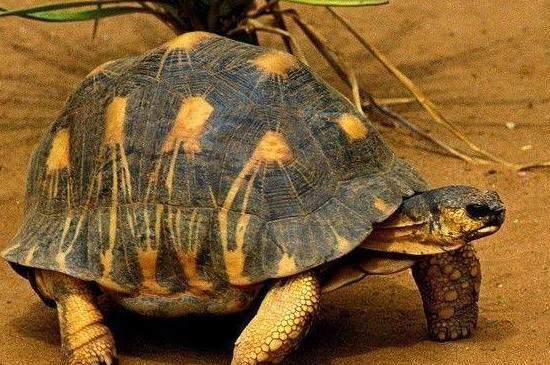乌龟的速度到底有多快