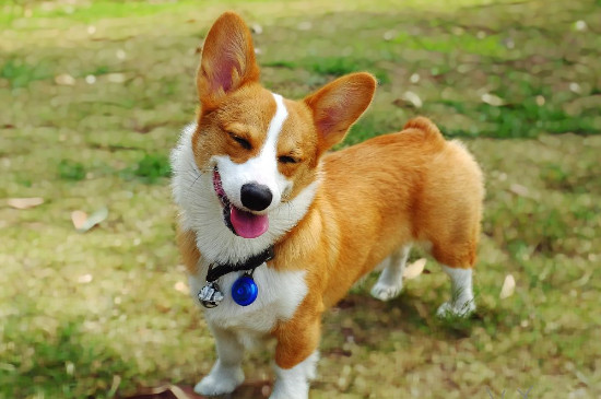 什么狗适合当治愈犬