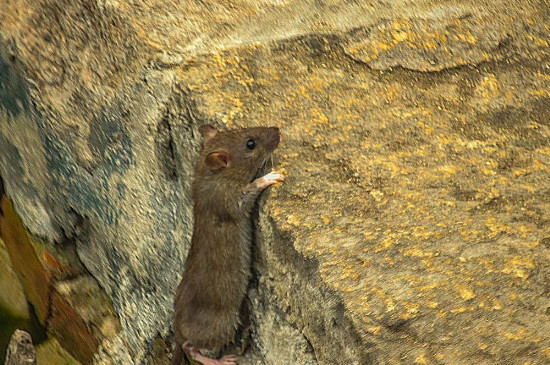 吊顶上的老鼠吃什么，家里吊顶有老鼠怎么办