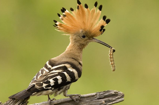 啄木鸟舌头的特点作用，有什么功能