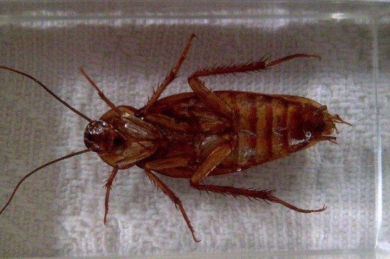 会飞的蟑螂是公的还是母的，能不能飞主要看品种