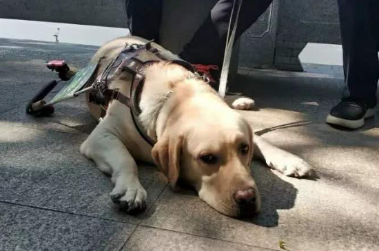 导盲犬可以进入公共场所吗?