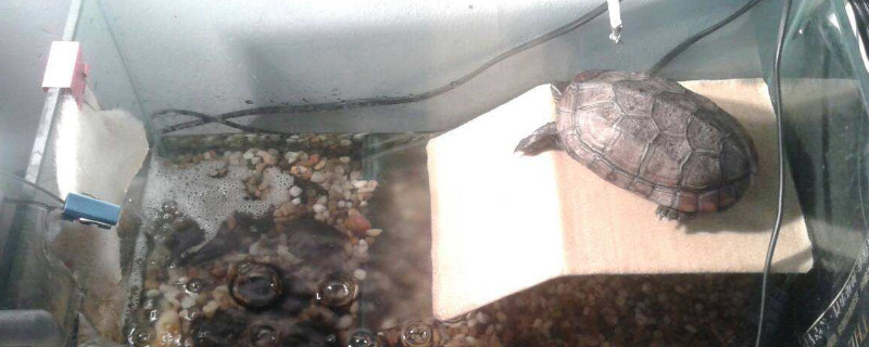 家里养的乌龟怕冷吗，怎么过冬呢
