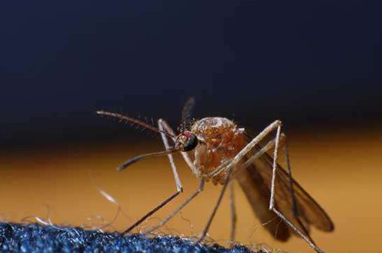 如果蚊子灭绝了会怎样