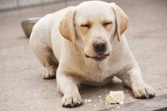 宠物狗狗能吃馒头吗，可以吃但不能长期吃
