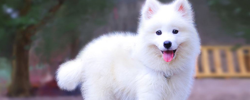 小白狗是什么品种