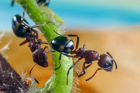 小蚂蚁的特点是什么